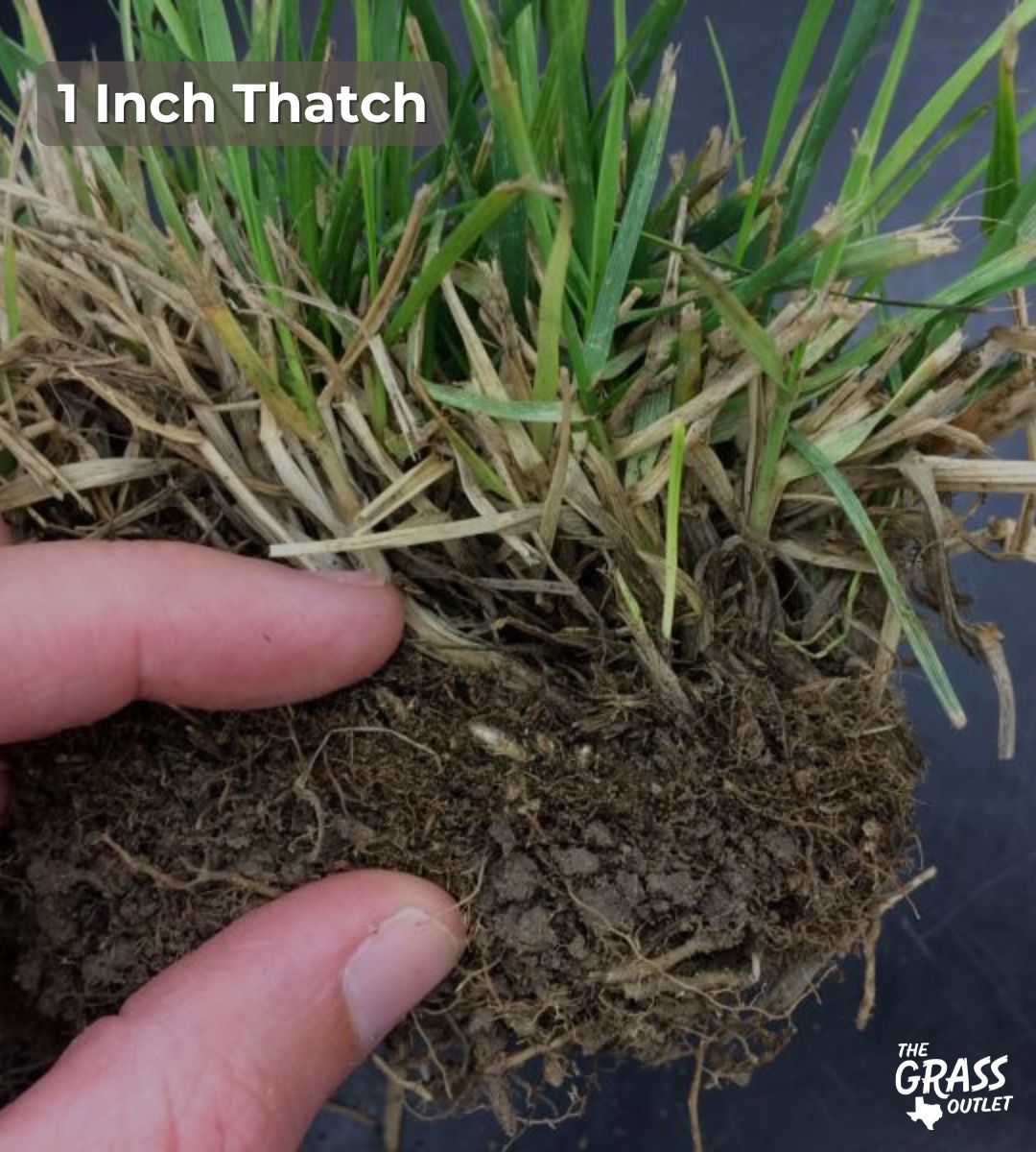 1 inch thatch
