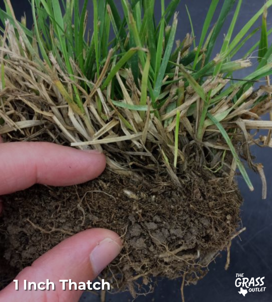 1 inch thatch