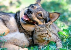 dog and cat in grass