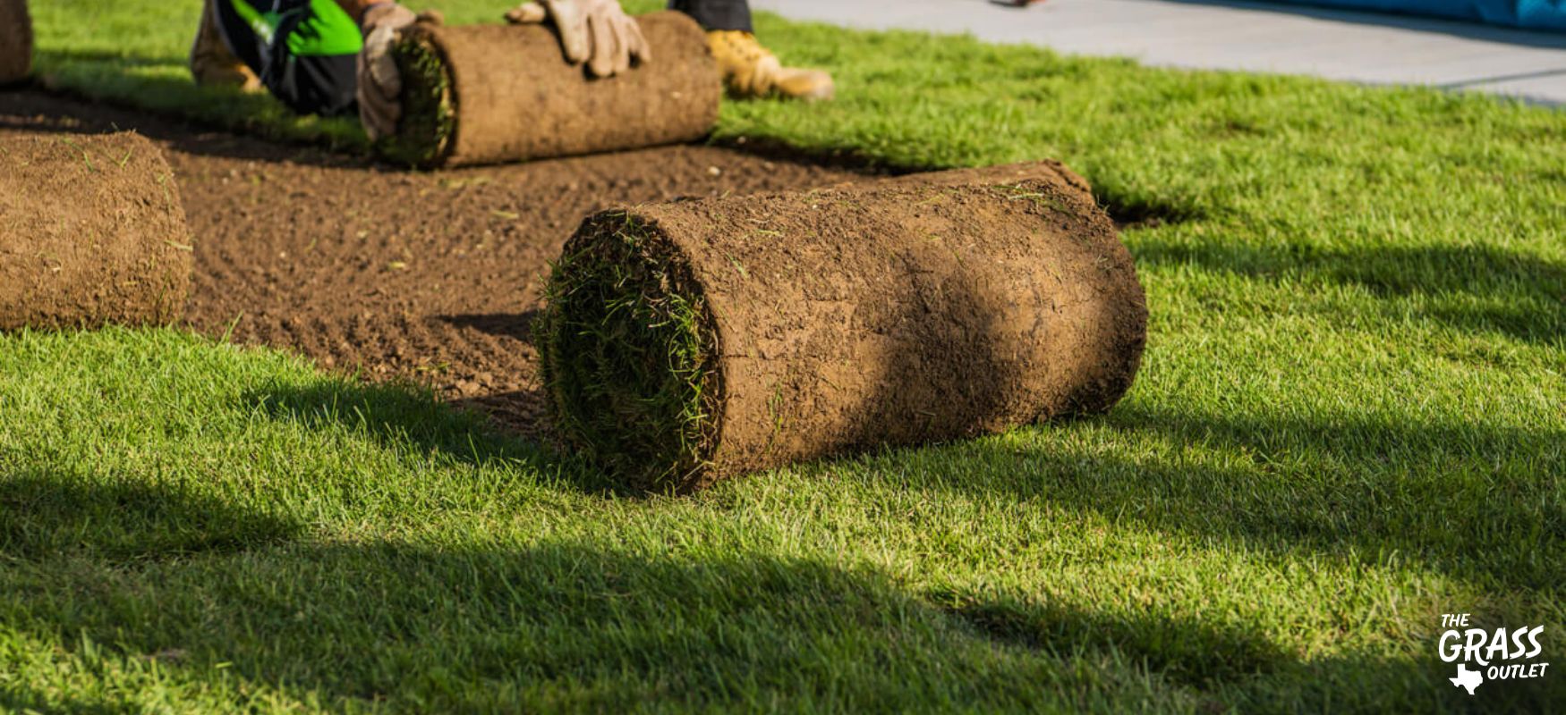 7 Low Maintenance Grass Varieties