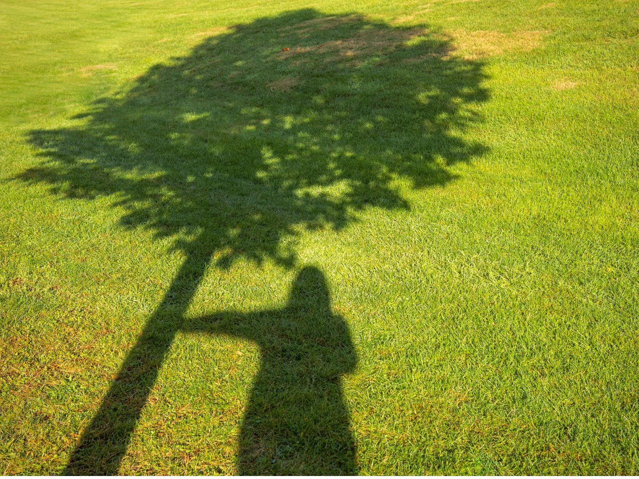 A tree with shaded grass underneath.