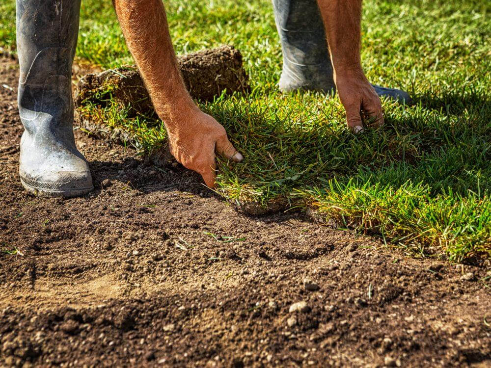 Guy is installing sod on a well prepared soil