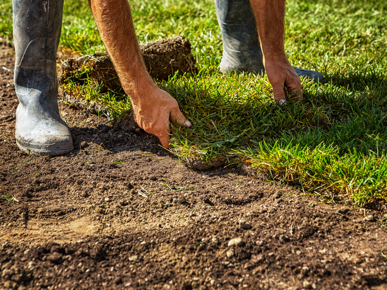 Guy is installing sod on a well prepared soil