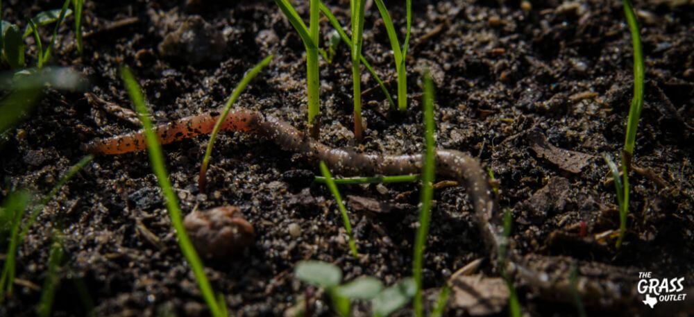 Benefits of worm castings