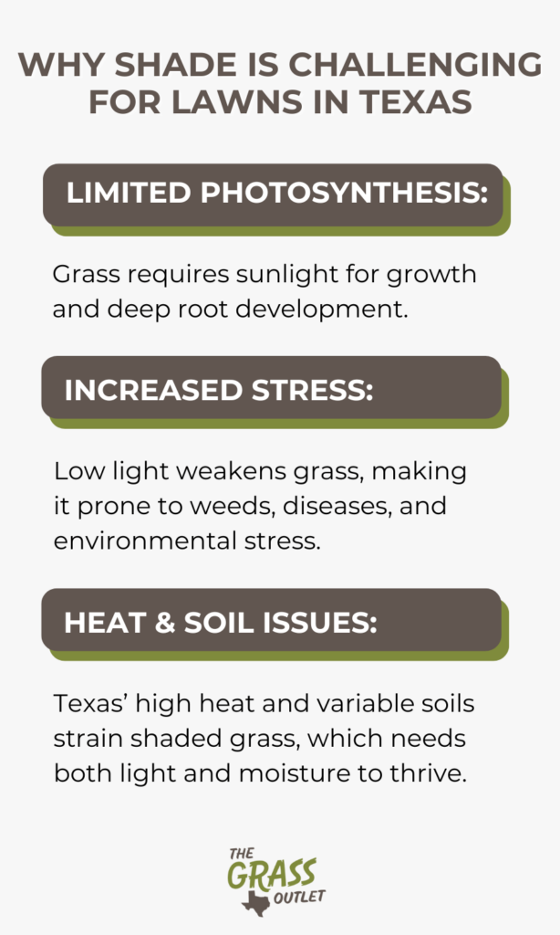 Why shade is challenging for lawns in Texas