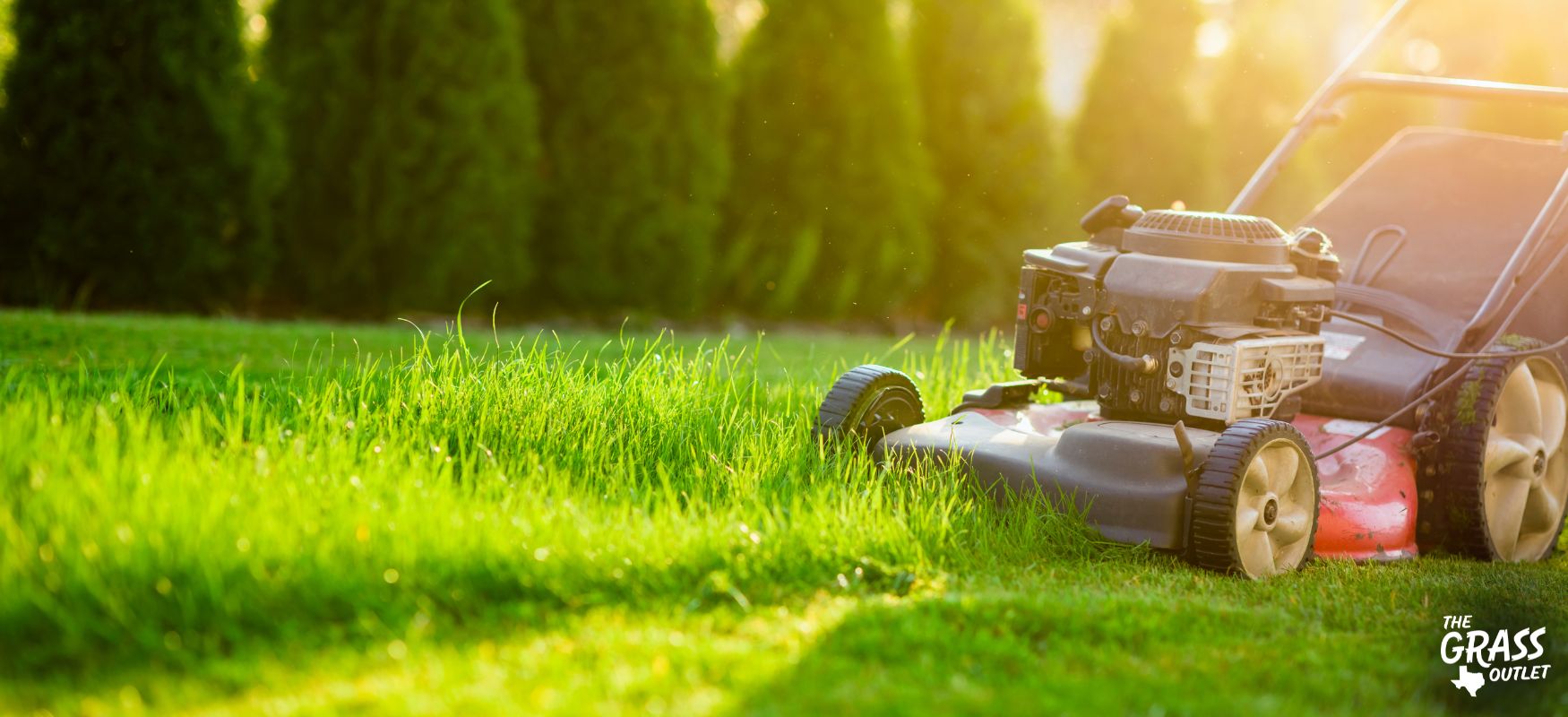 Caring of lawn during summer