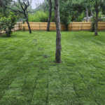 Yard with newly installed grass