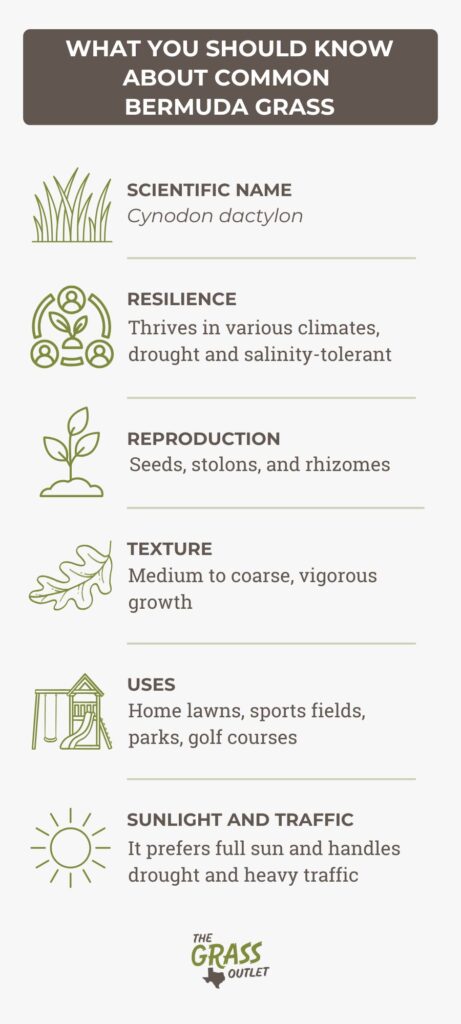 Common Bermuda Grass Facts