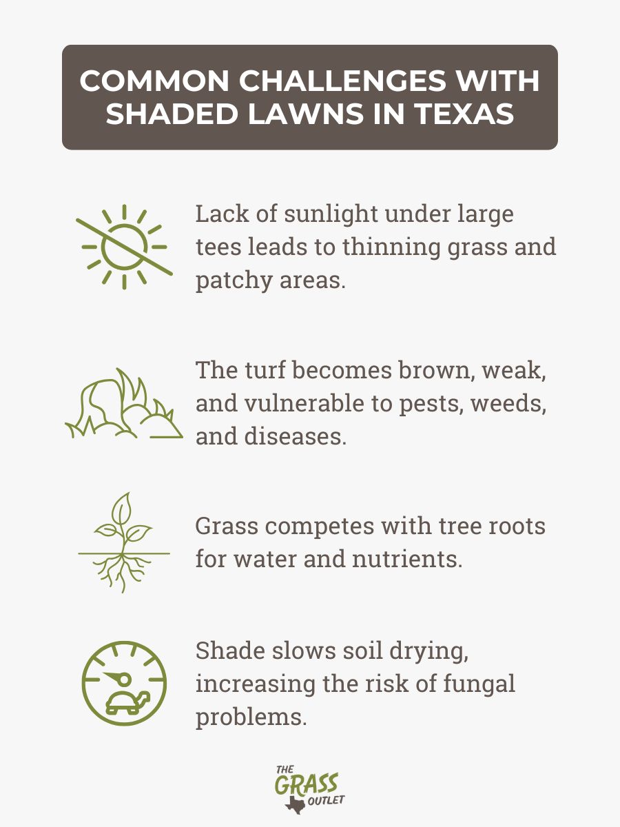 Common challenges with shaded lawns in texas