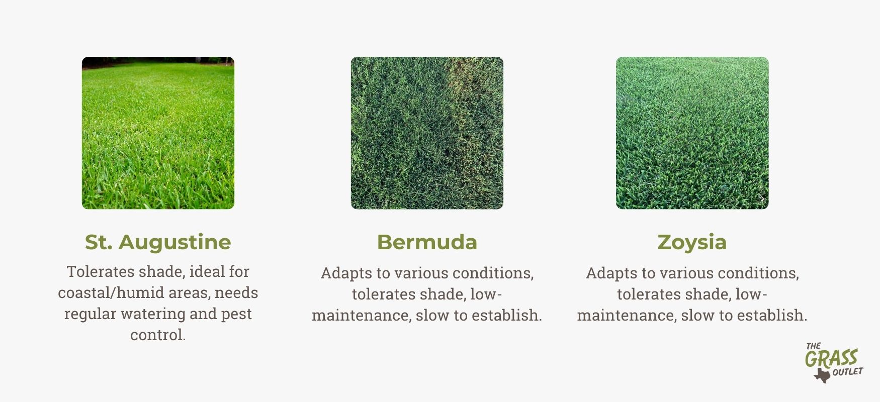 Common lawn problems