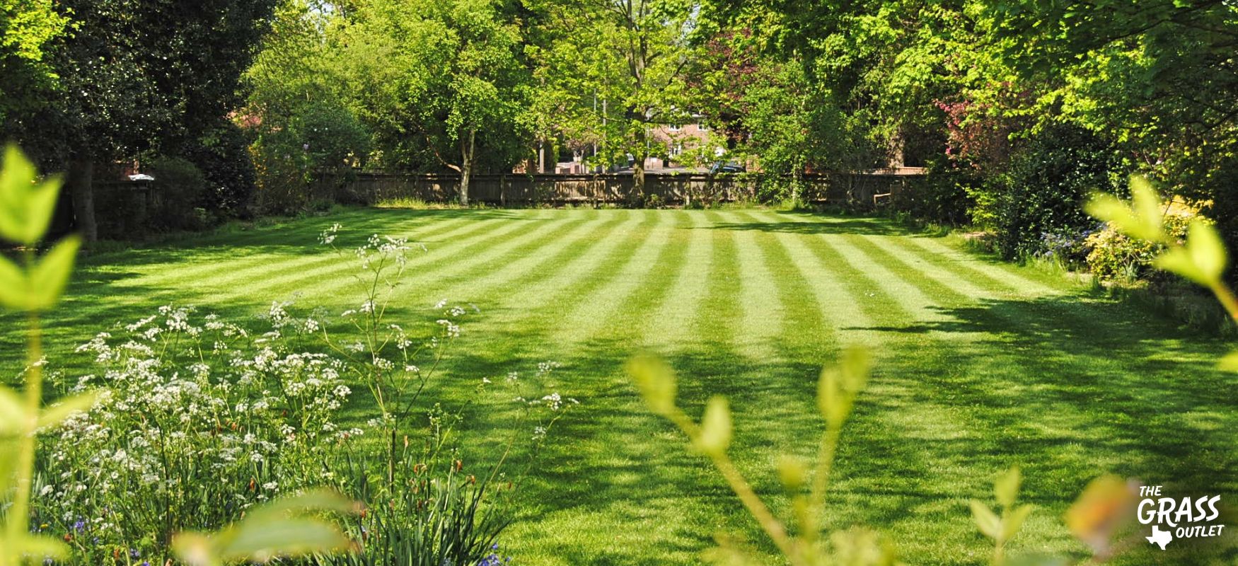 Common lawn problems Homeowner's Guide