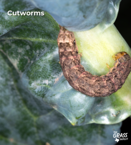 Cutworms