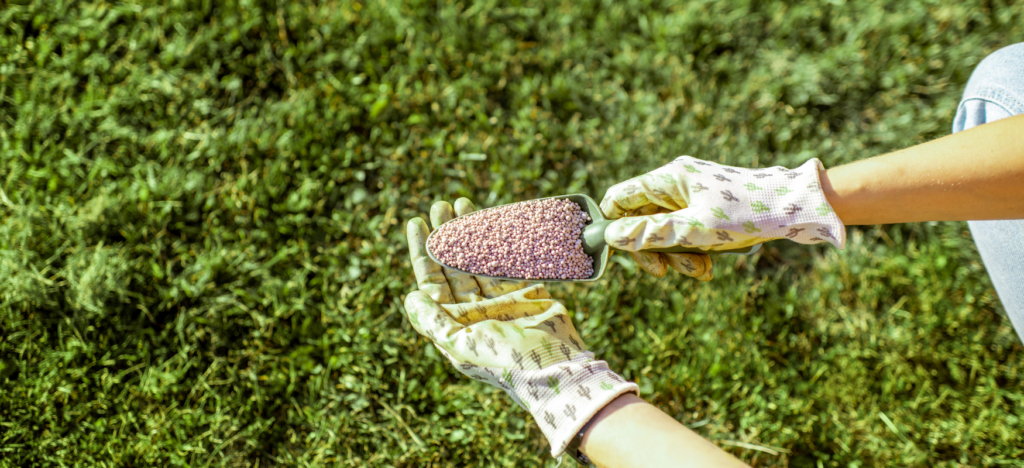 Fertilizing grass