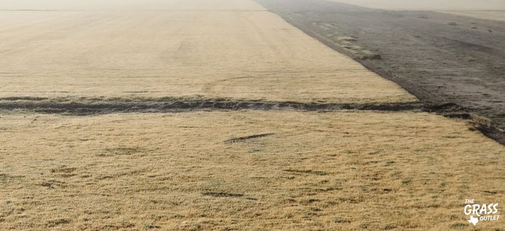 Field of dormant grass