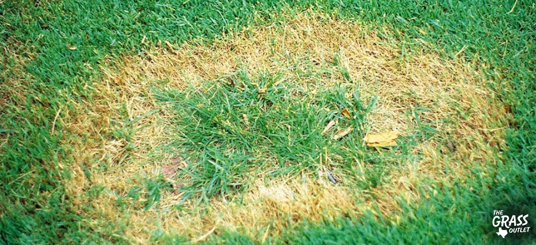 Gaeumannomyces graminis var. graminis