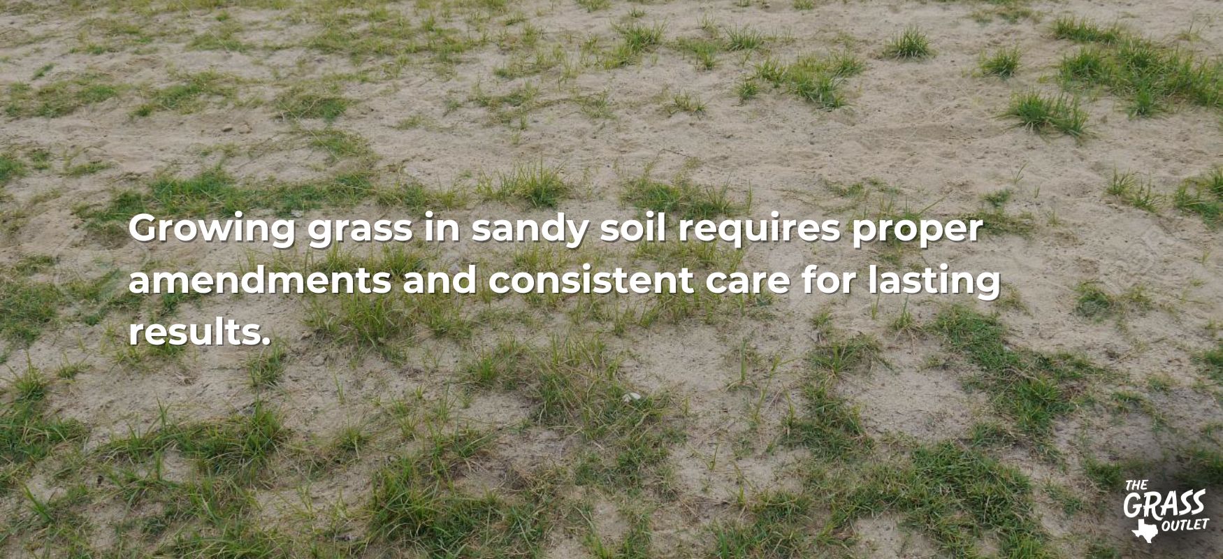 Grass in sandy soil