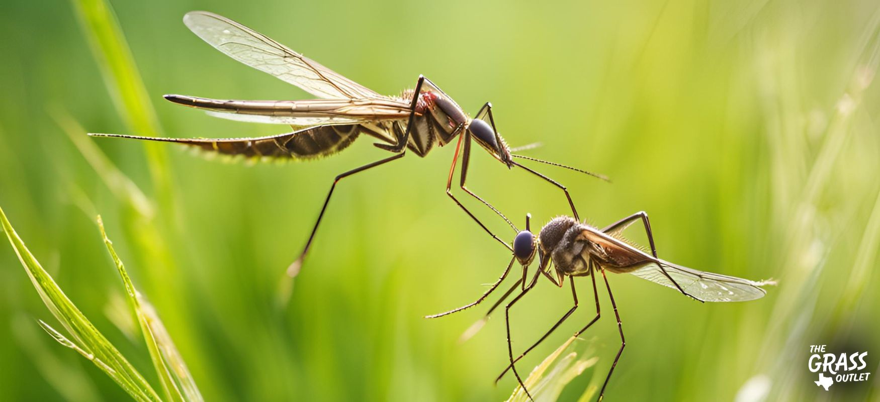 Grass lawn void of mosquitoes