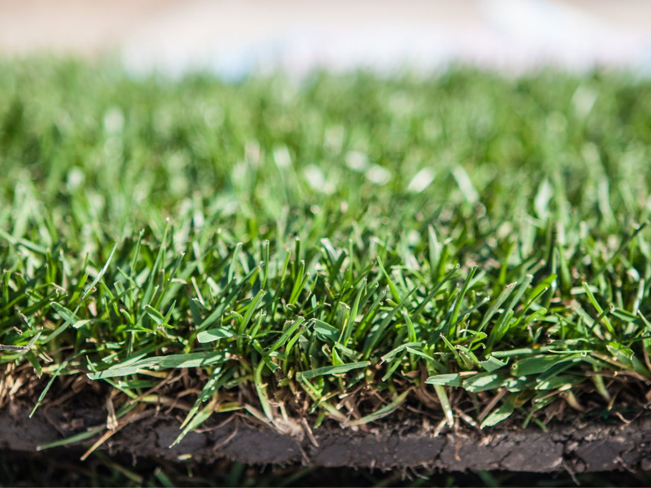 Grass roots