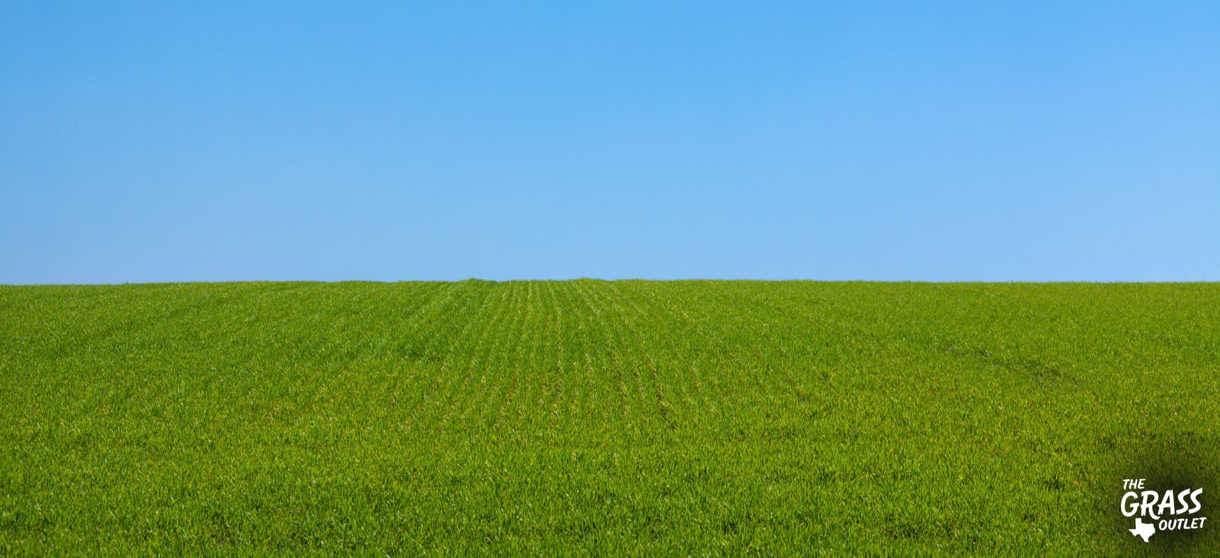 Green grass summer