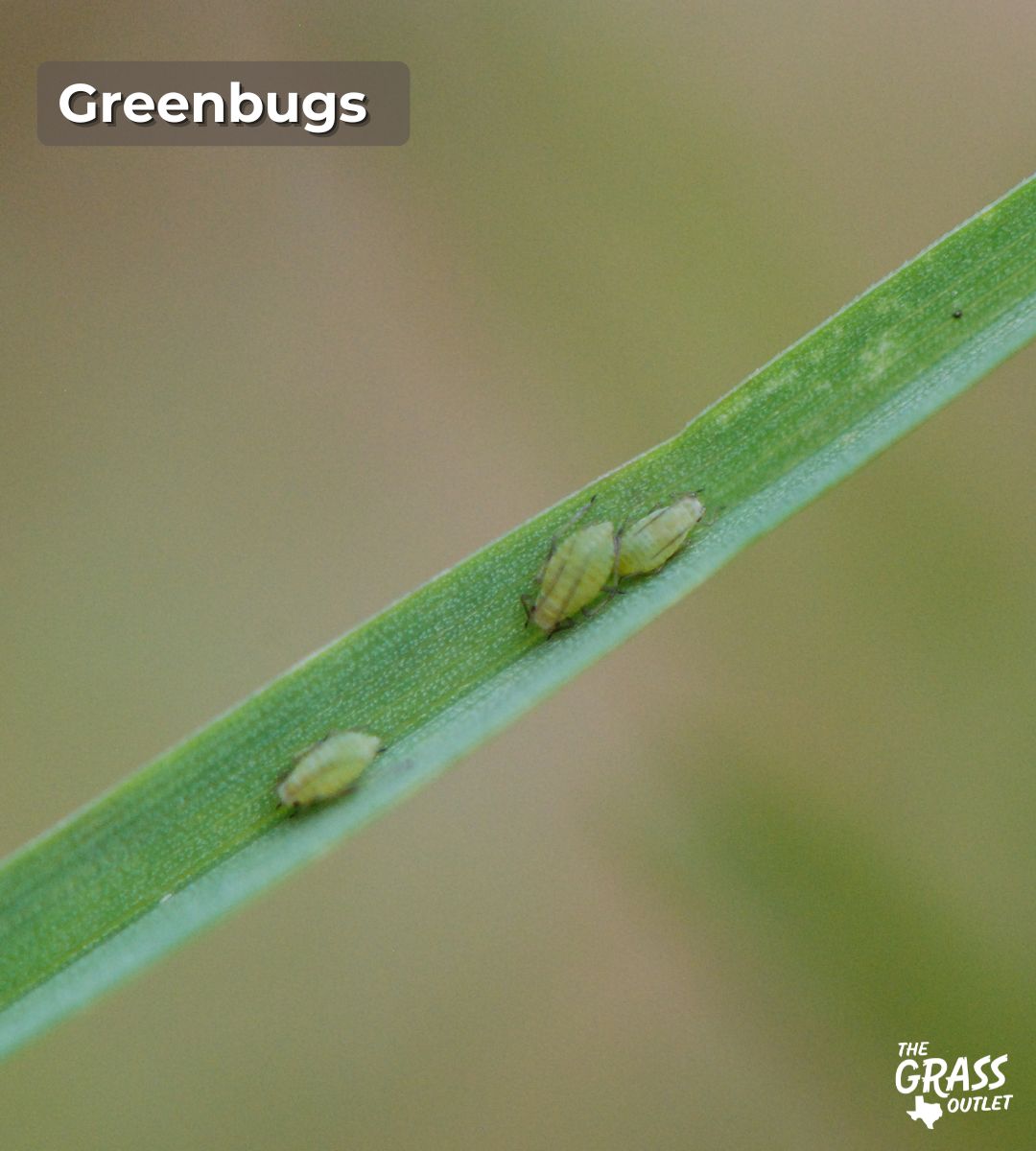 Greenbugs