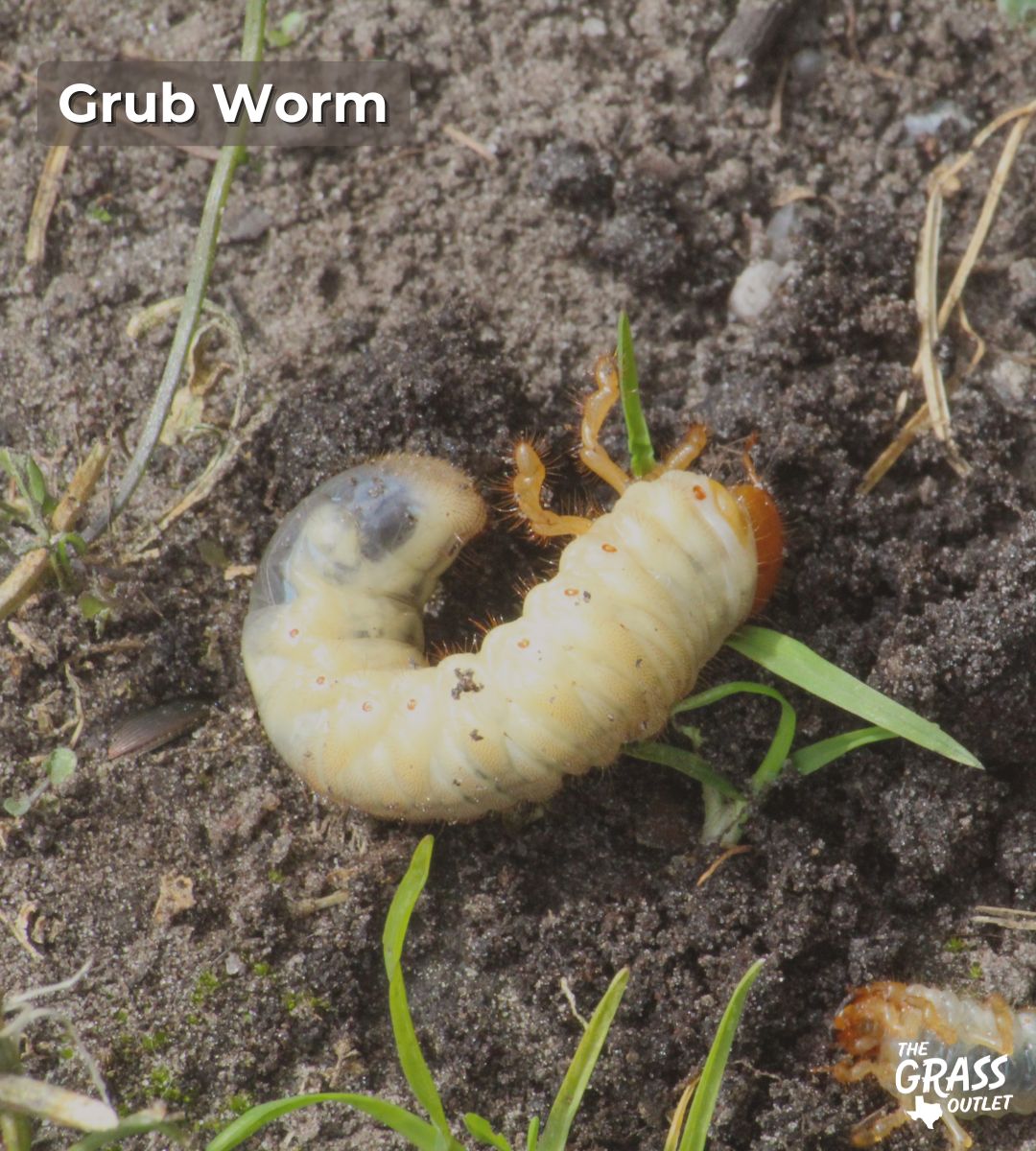 Grub worm