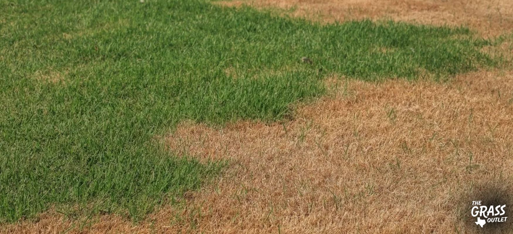 Heat stressed lawn