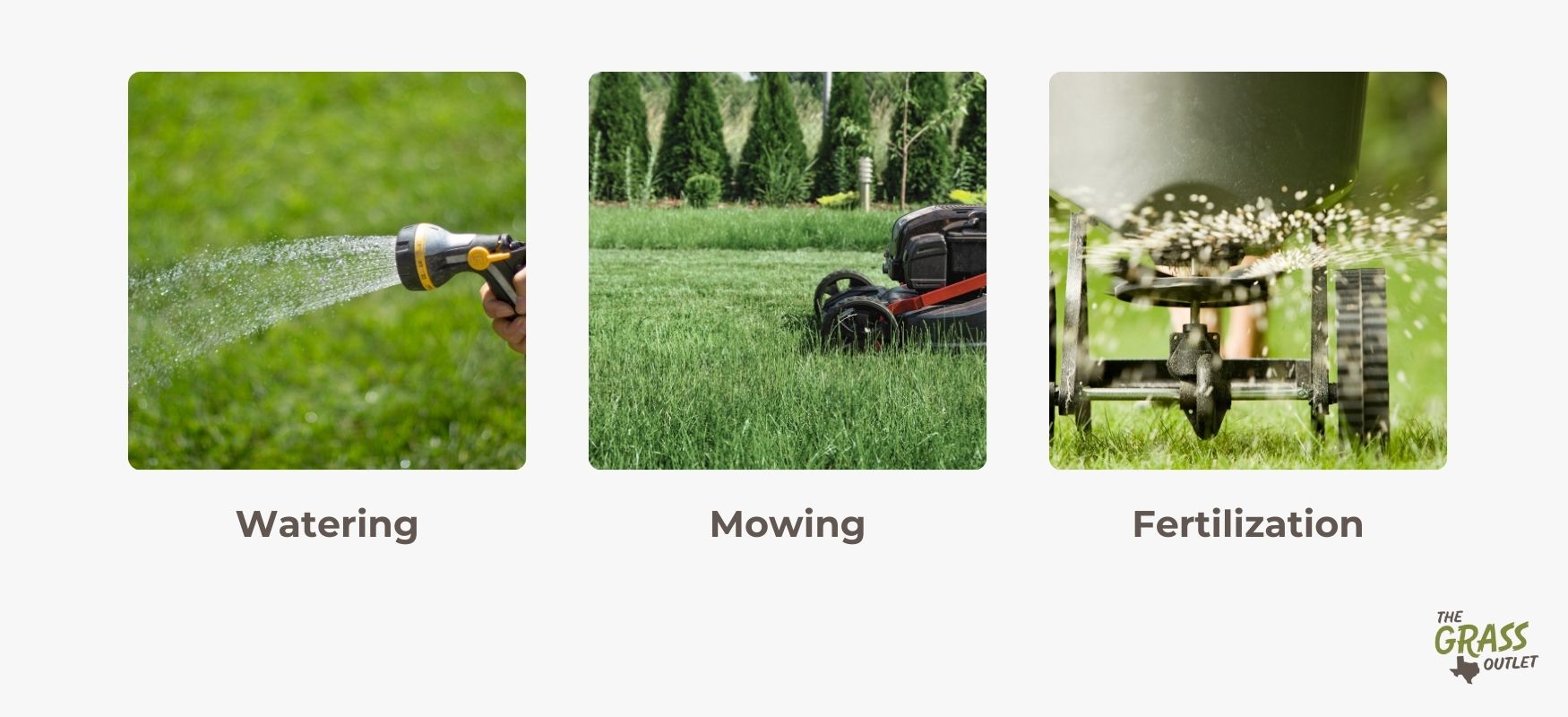Common Mistakes to Avoid for Healthy Rooting