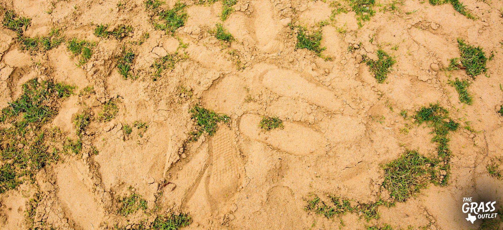 How to Grow Grass in Sandy Soil