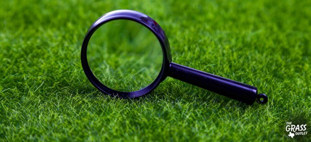 How to Identify Your Grass Type