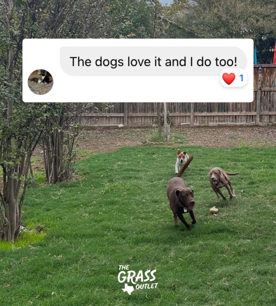 La hierba es buena para los perros