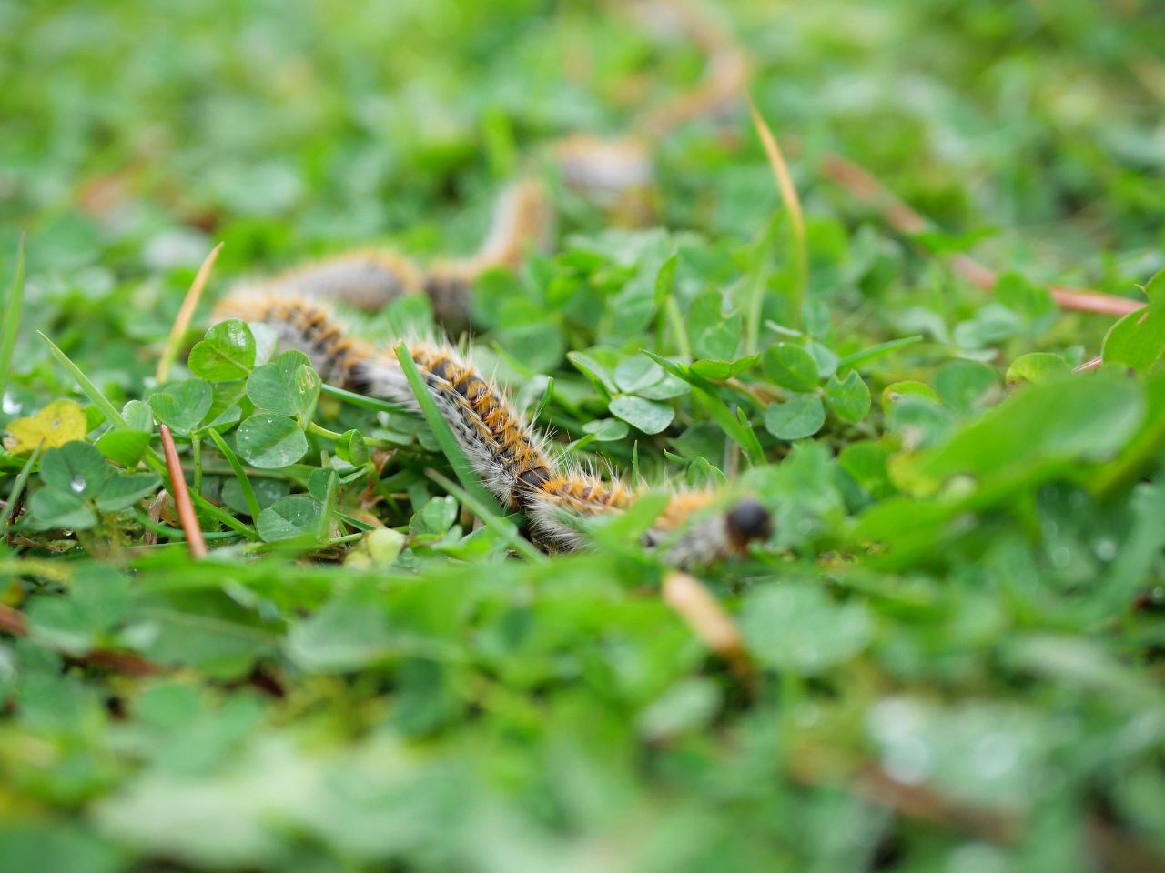 Lawn Insects
