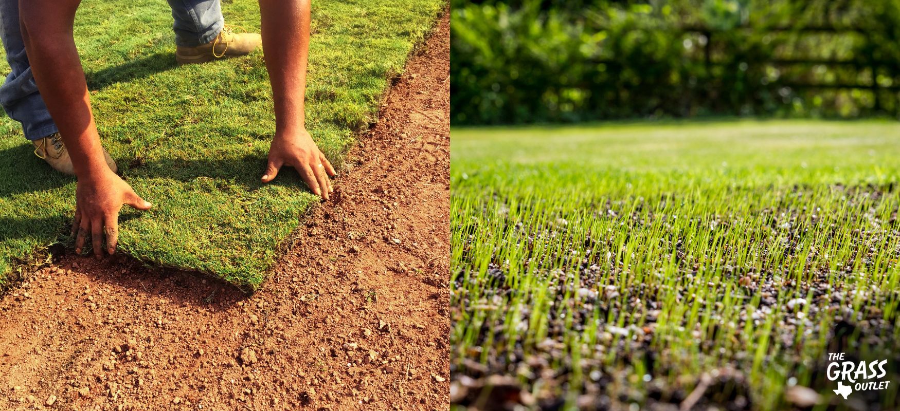Laying sod vs seed