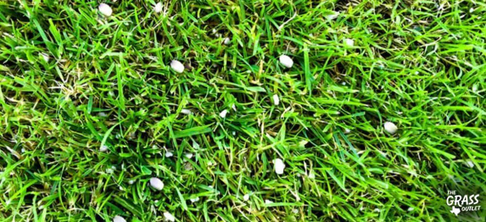 Liming lawn