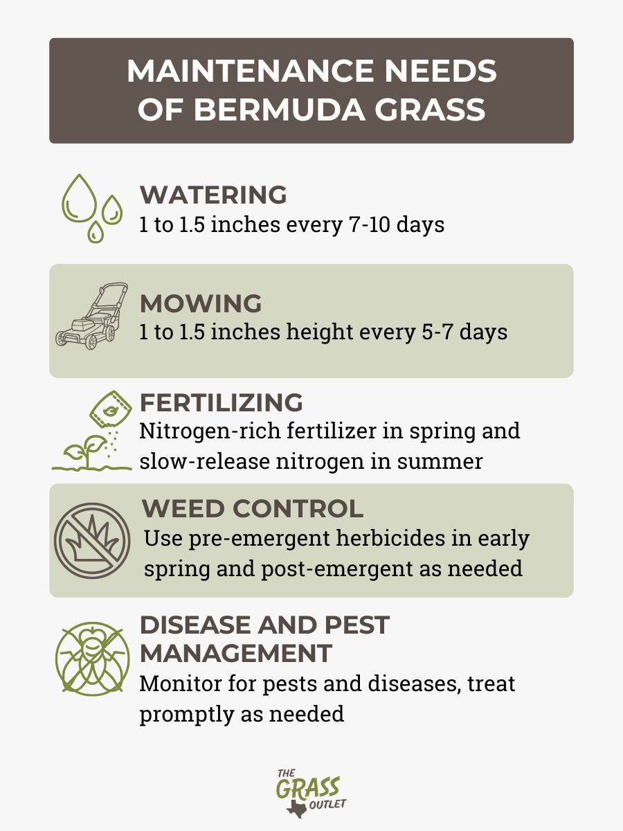 Maintenance needs of bermuda grass