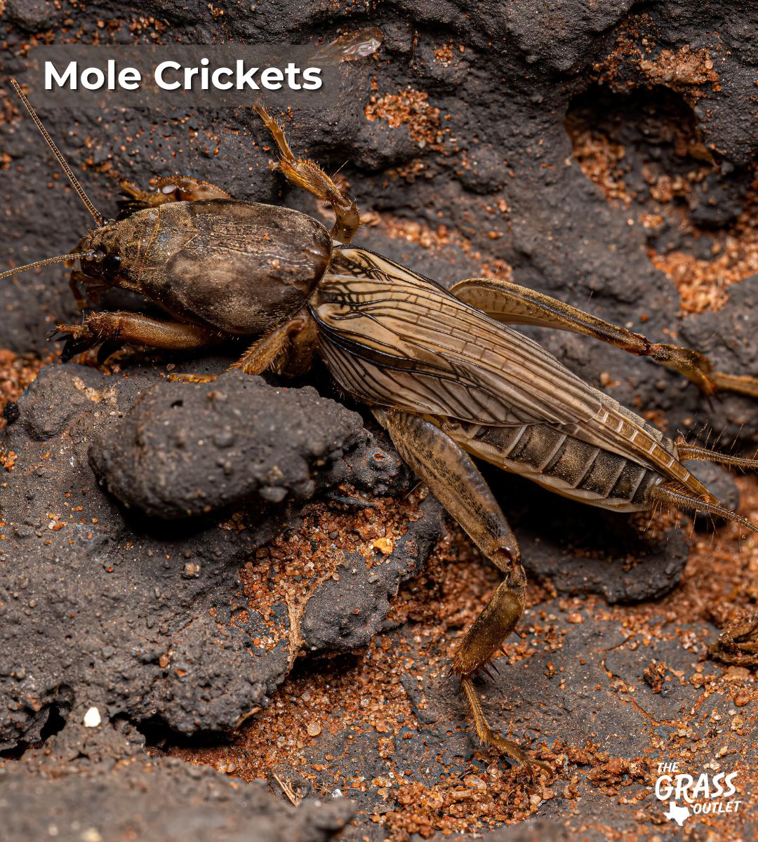 Mole Crickets