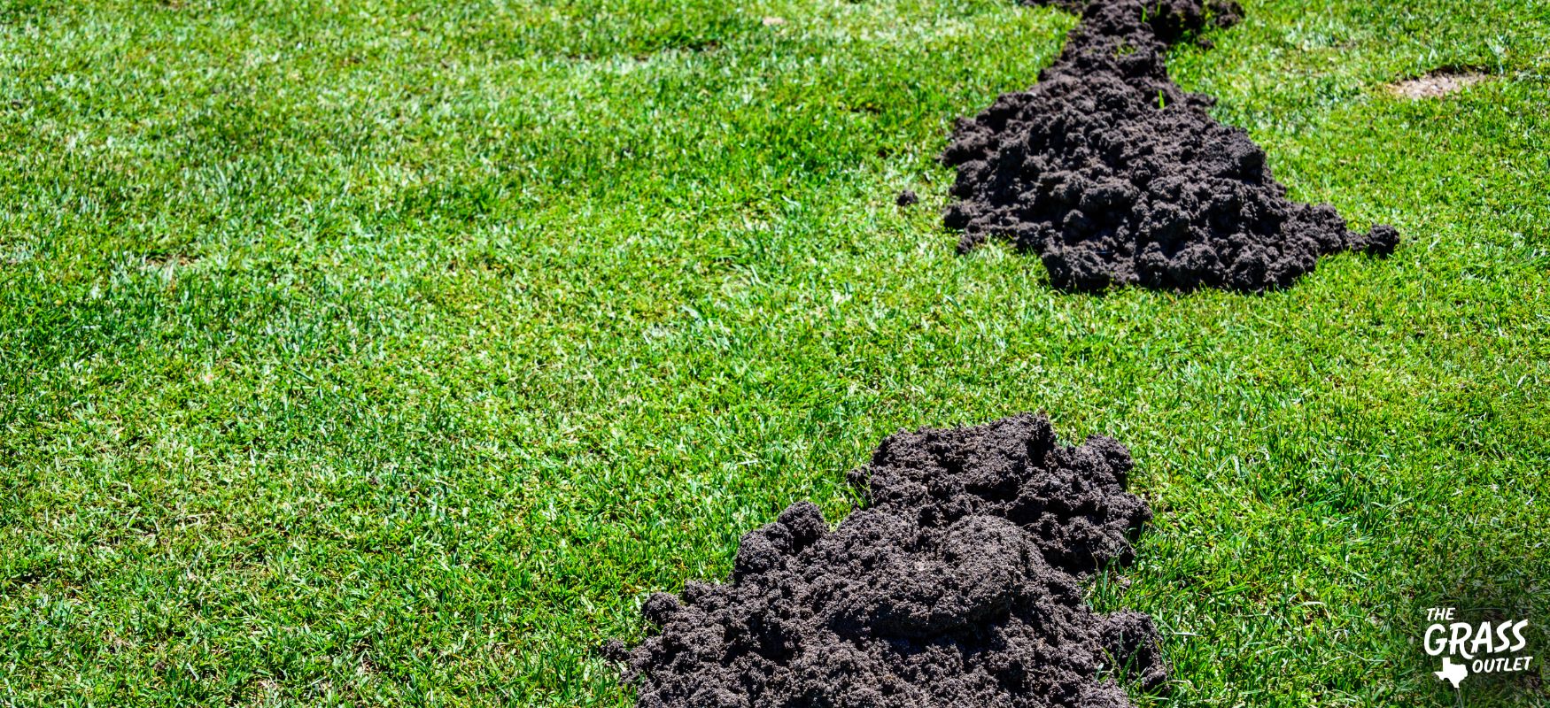 Mole damage