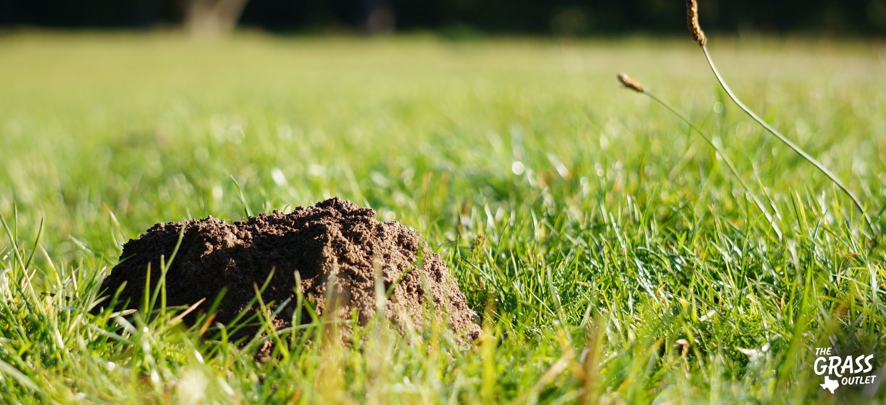 Mole on a grass