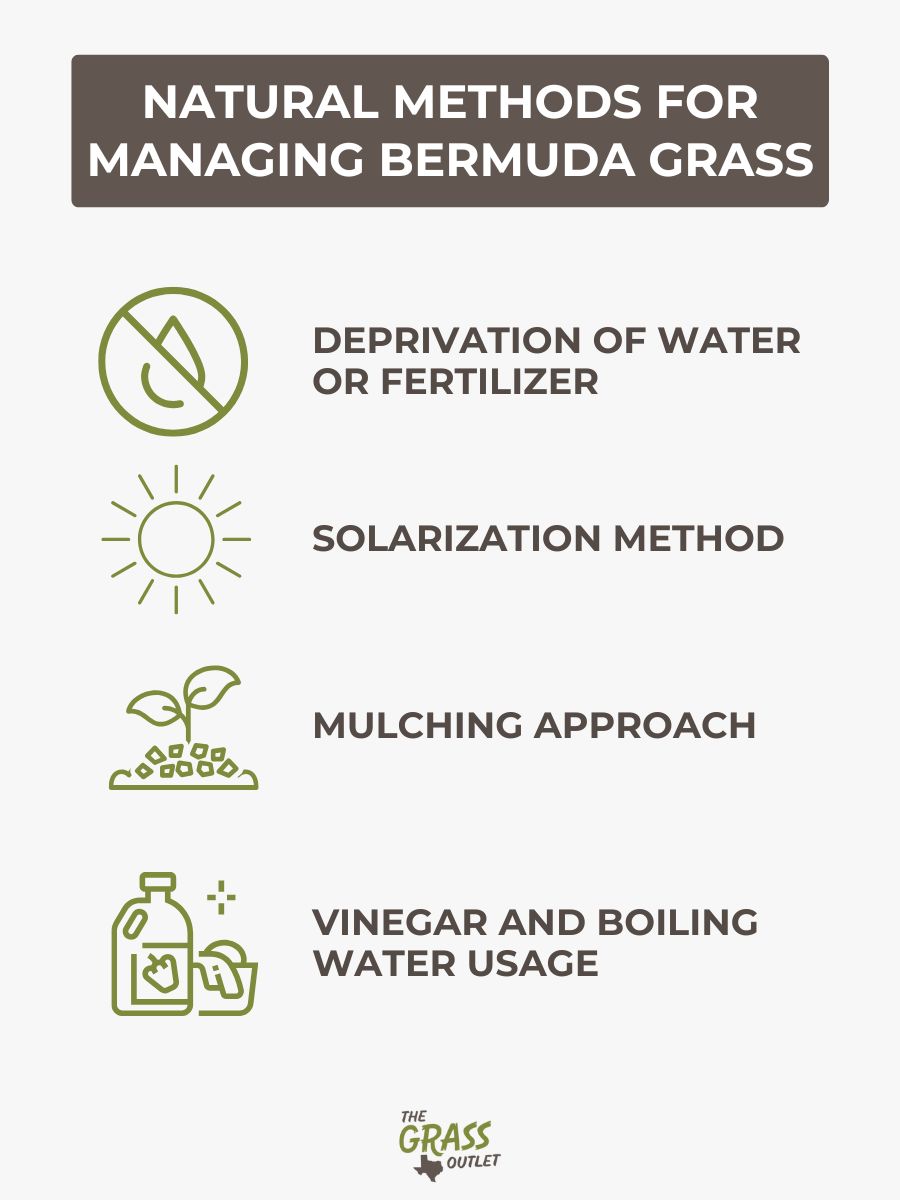 Natural methods for managing bermuda grass