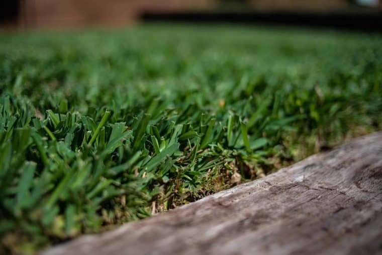 Palmetto Grass Zoomed