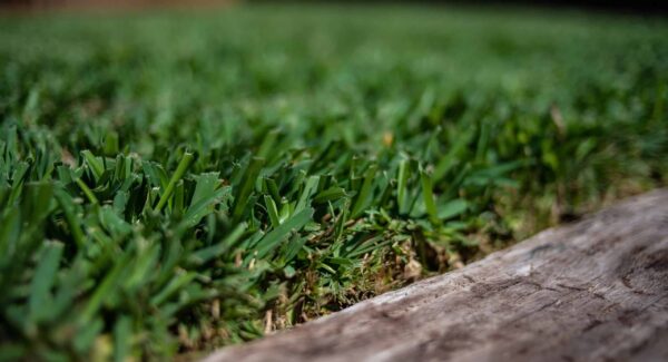 Palmetto Grass Zoomed