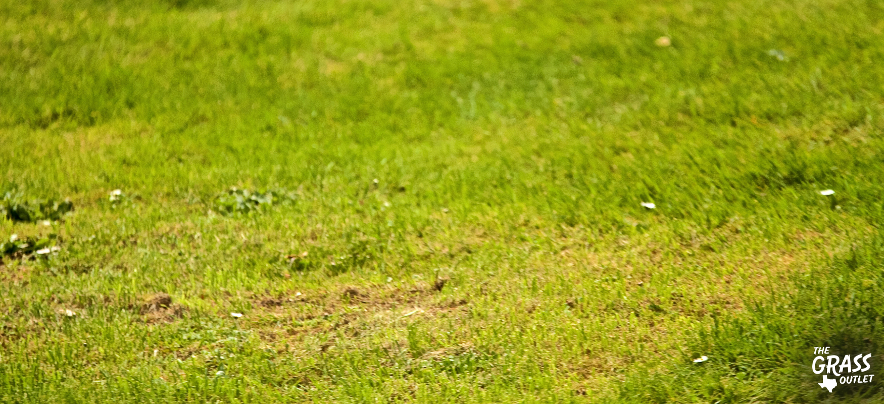 Patchy grass