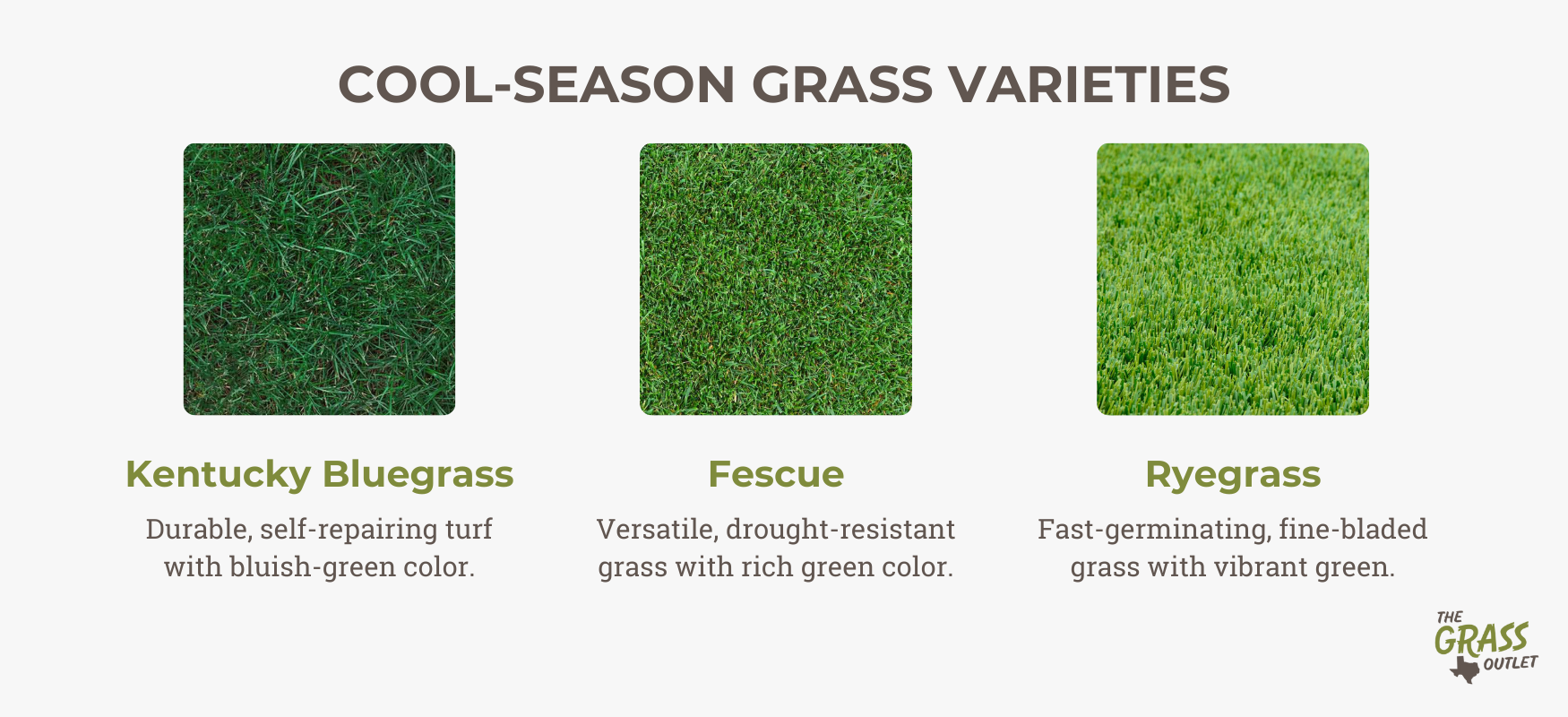 Popular cool-season grass varieties