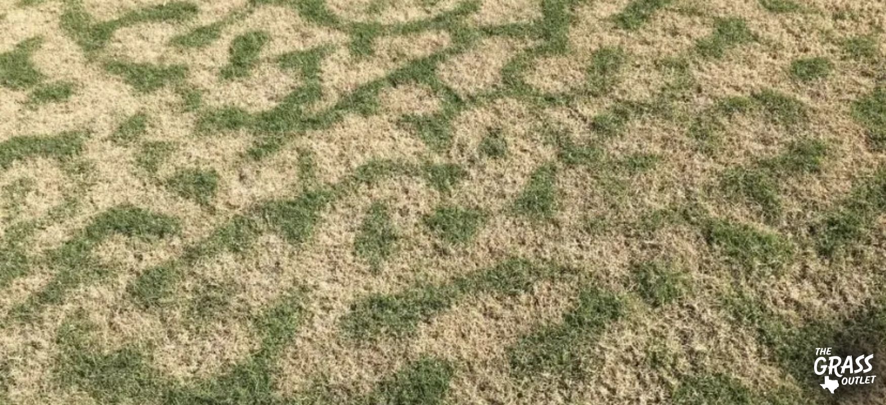 Post Frost Stripes on Warm Season Grass