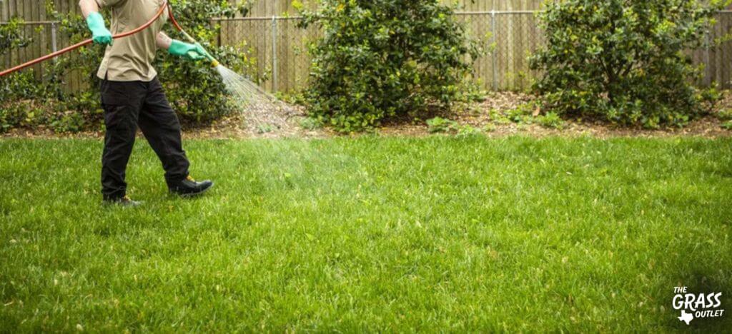 Pre-emergent lawn