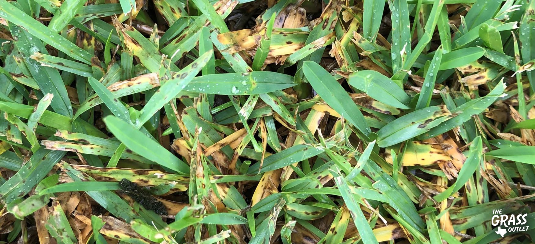 Pyricularia grisea