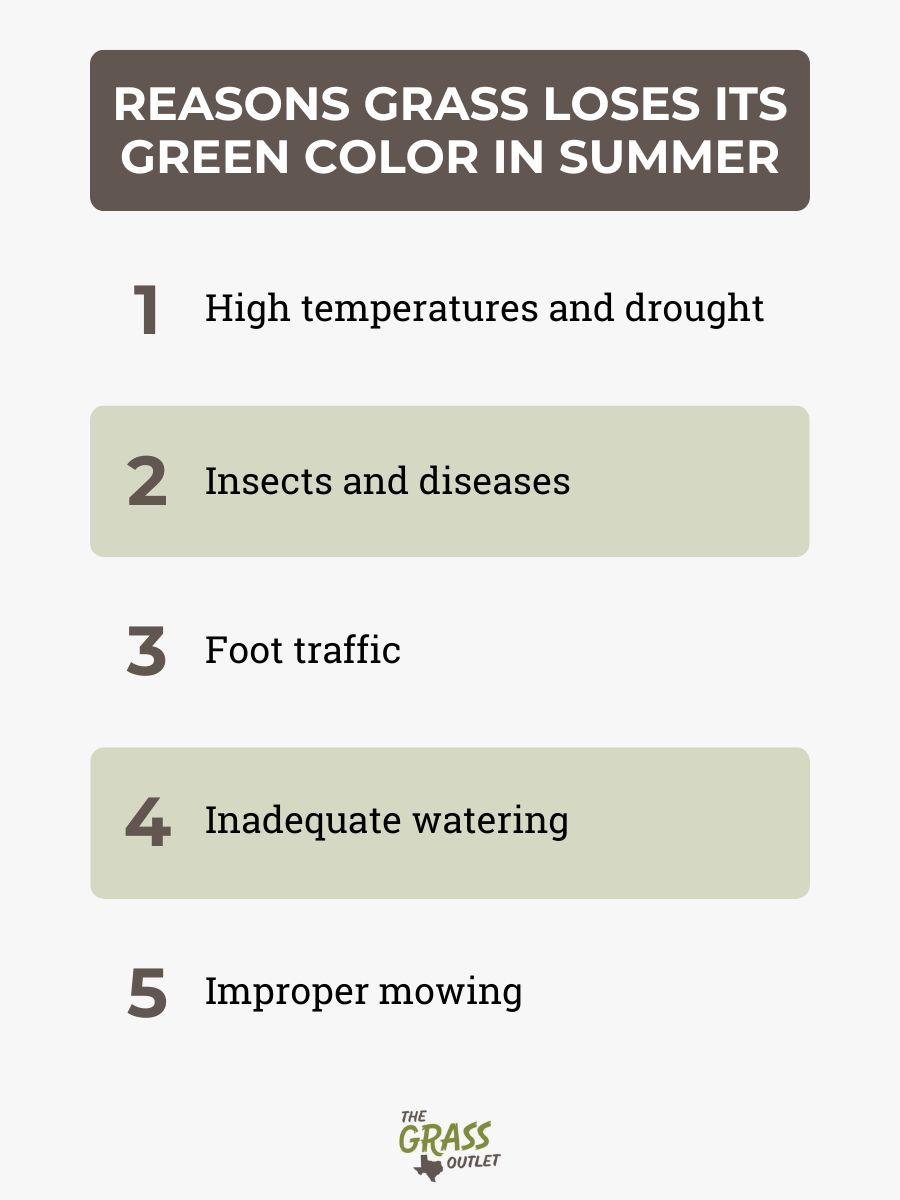 Reasons grass loses its green color in summer