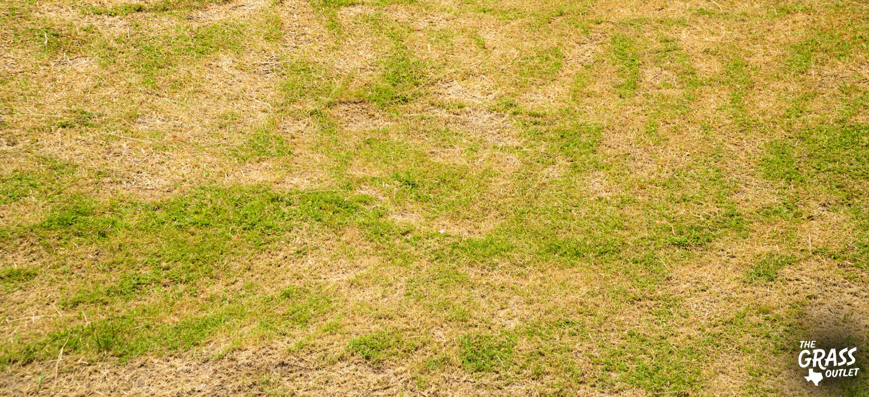 Rhizoctonia