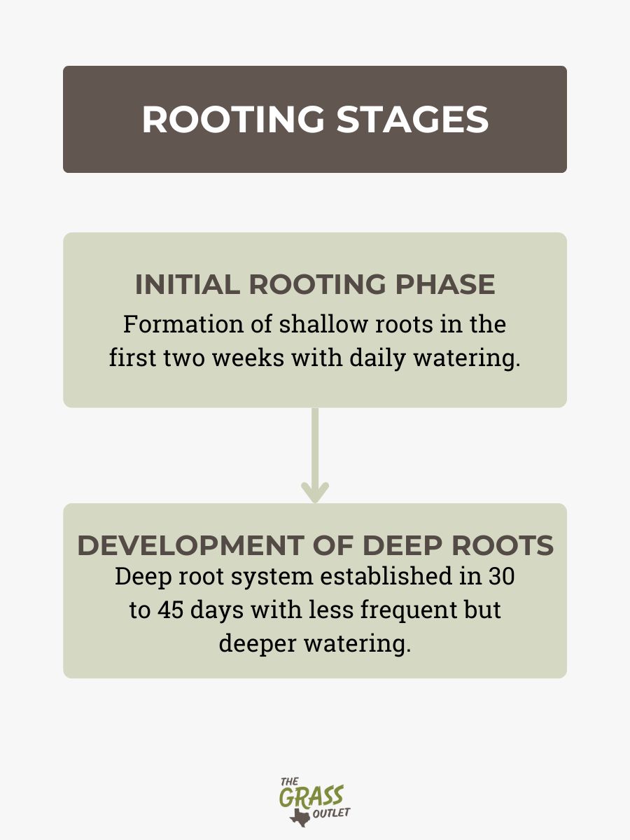 Rooting Stages