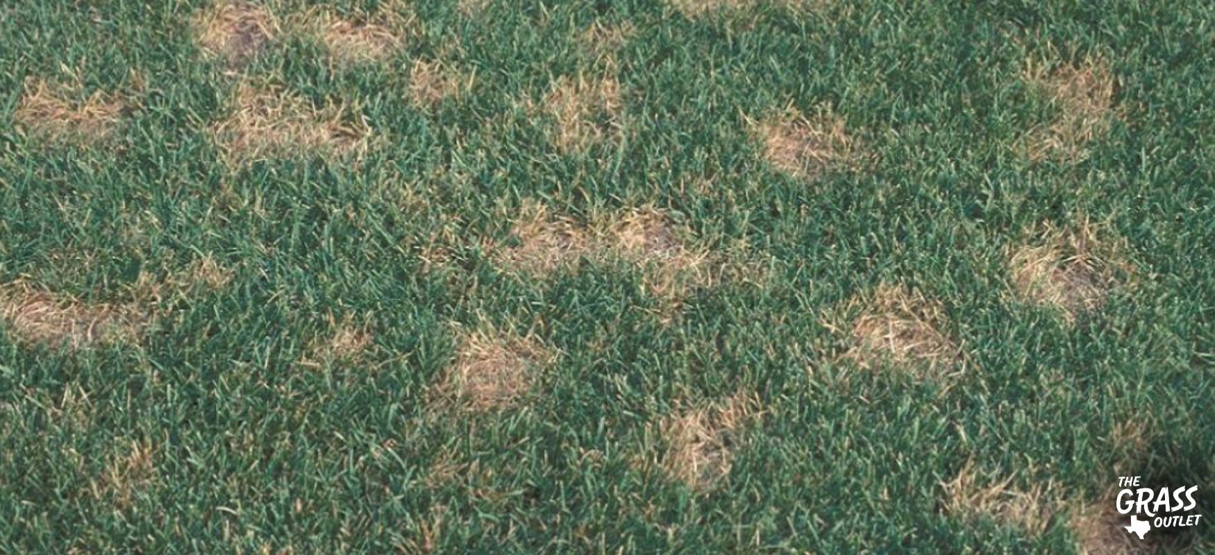 Sclerotinia homoeocarpa