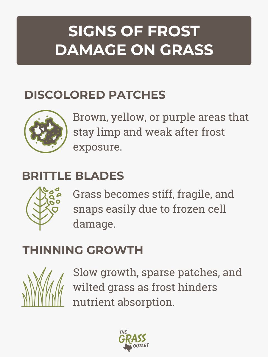Signs of Frost Damage on Grass